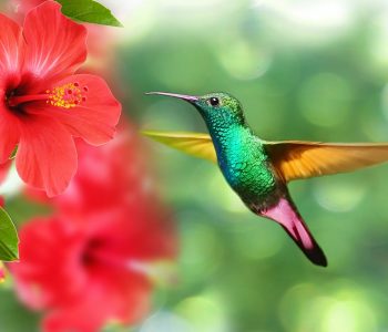 hummingbird-5171798_1280 hummingbird-5171798_1280